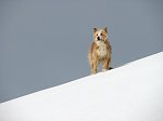 Camminata con e senza ciaspole alle cascine del Monte di Zambla (11 febbraio 09)  -  FOTOGALLERY